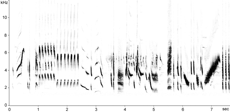 Sonogram of long song phrases from a Linnet  Fraser Simpson    www.fssbirding.org.uk