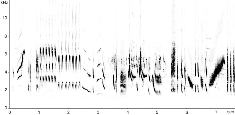 Sonogram of long song phrases from a Linnet  Fraser Simpson    www.fssbirding.org.uk