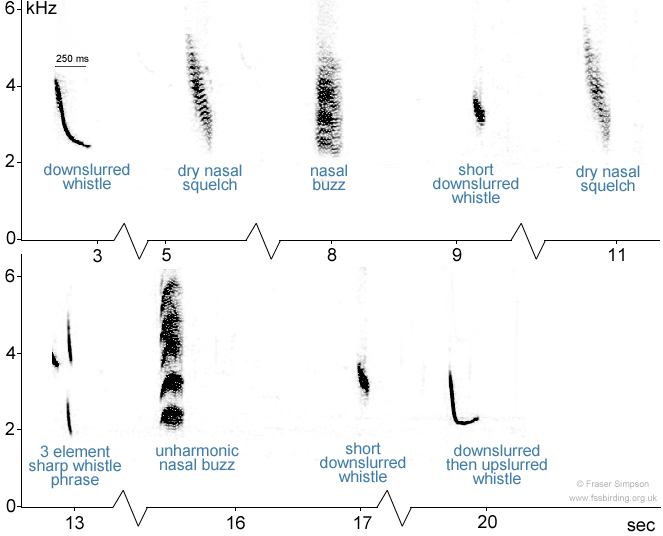 Spectrogram of Linnet vocalisations  Fraser Simpson