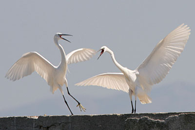 Little Egrets, Porto Lagos � 2005  F. S. Simpson