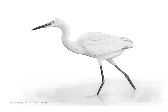Little Egret drawing © Fraser Simpson