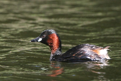 Little Grebe  2005  F. S. Simpson