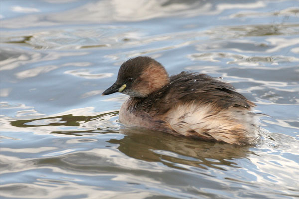 Little Grebe 2006 Fraser Simpson