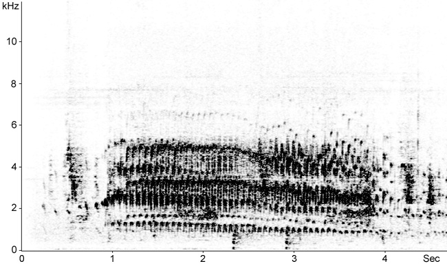 Sonogram of Little Grebe song