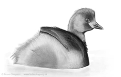 Little Grebe (Tachybaptus ruficollis)  Fraser Simpson