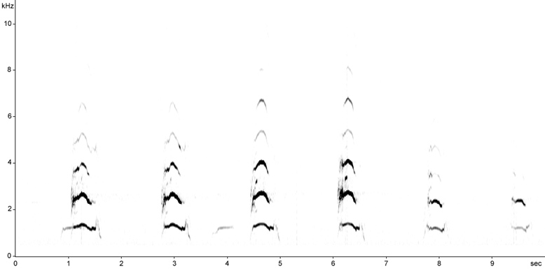 Sonogram of Little Owl vocalisations