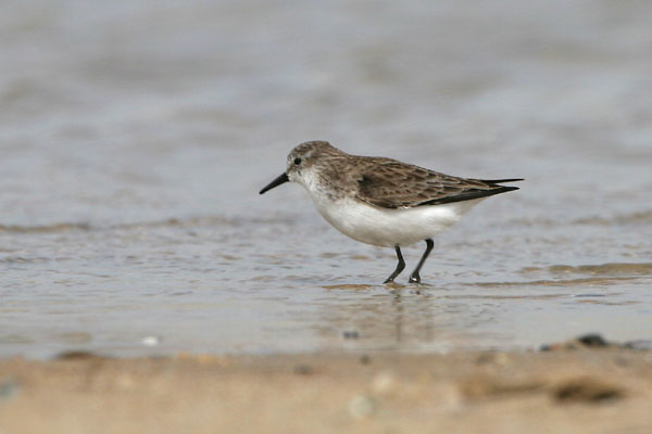 Little Stint 2006 Fraser Simpson