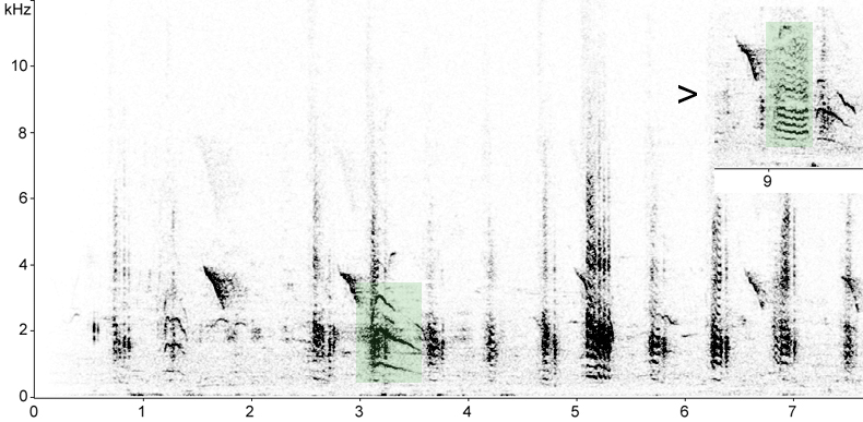 Sonogram of Long-legged Buzzard calls