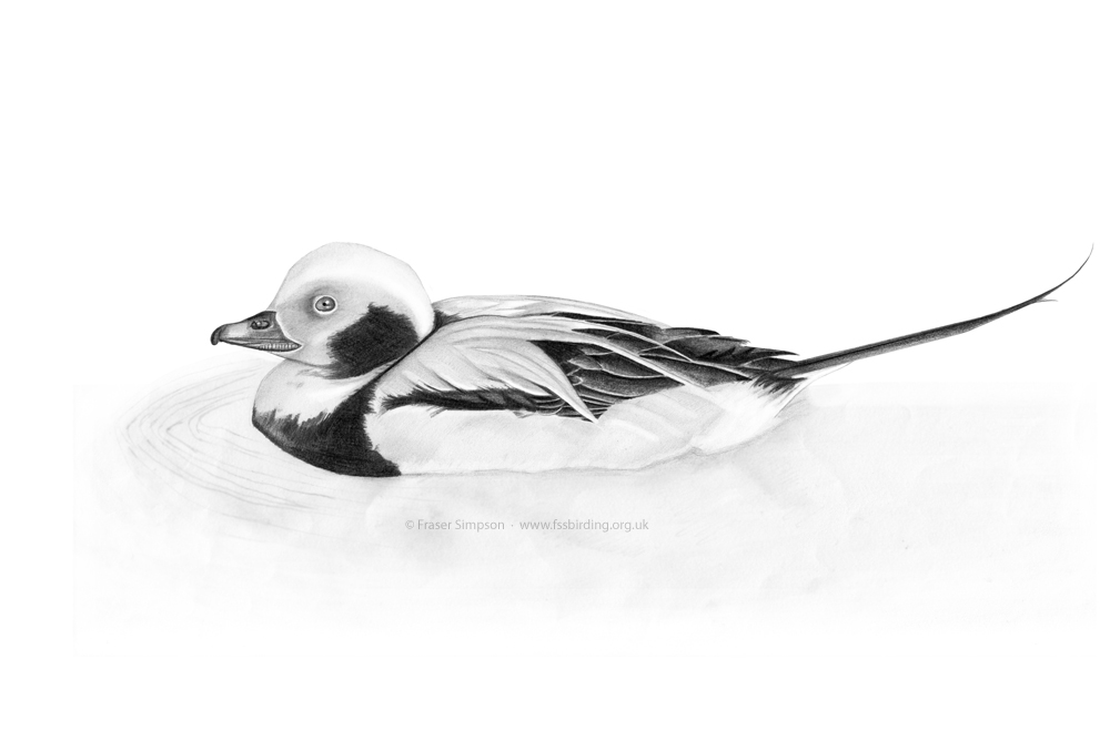Long-tailed Duck drawing  Fraser Simpson
