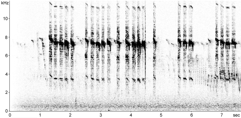 Sonogram of Long-tailed Tit calls