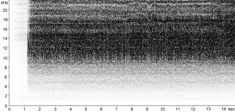 Sonogram of Long-winged Cone-head stridulation