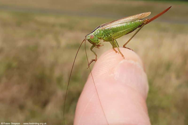 Long-winged Conehead (Conocephalus fuscus) © Fraser Simpson