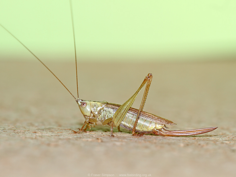 Long-winged Conehead (Conocephalus fuscus) © Fraser Simpson