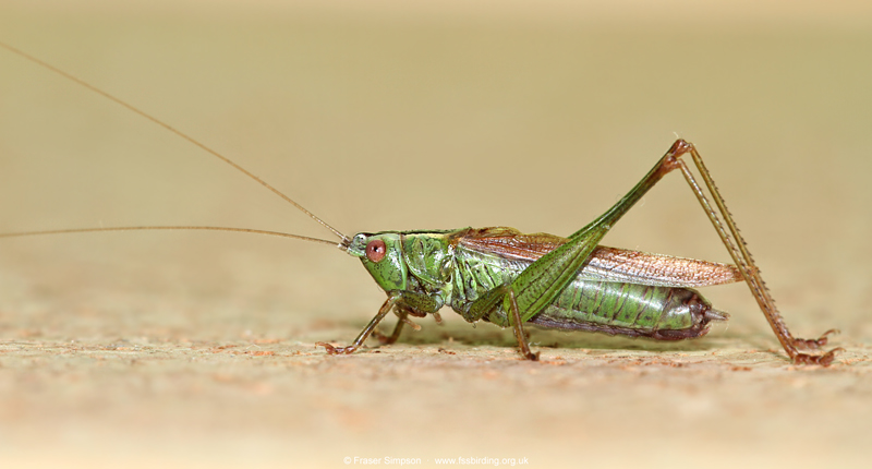 Long-winged Conehead (Conocephalus fuscus) © Fraser Simpson