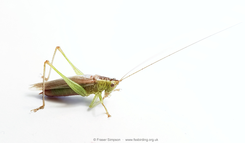 Long-winged Conehead (Conocephalus fuscus) © Fraser Simpson