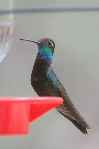 Magnificent Hummingbird 2006 Fraser Simpson