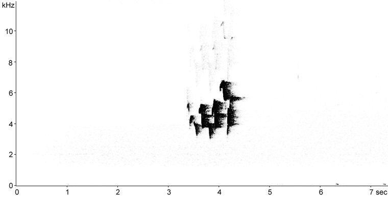 Sonogram of Magnolia Warbler song