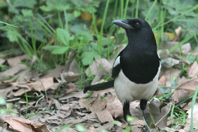 Magpie  2005  F. S. Simpson