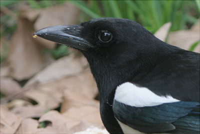 Magpie  2005  F. S. Simpson
