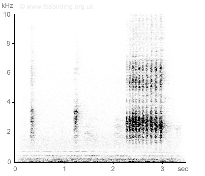 Sonogram of Black-billed Magpie vocalisations