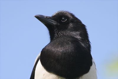 Magpie  2005  F. S. Simpson