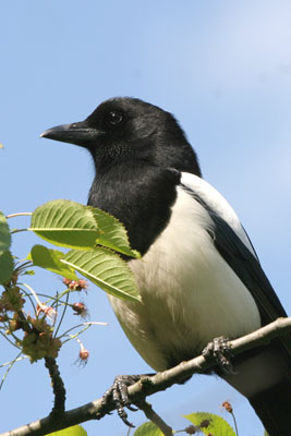 Magpie  2005  F. S. Simpson