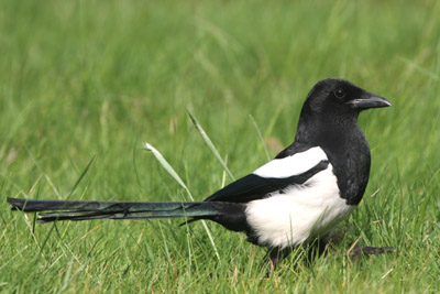 Magpie  2005  F. S. Simpson