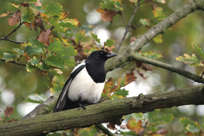 Magpie �2005 Fraser Simpson