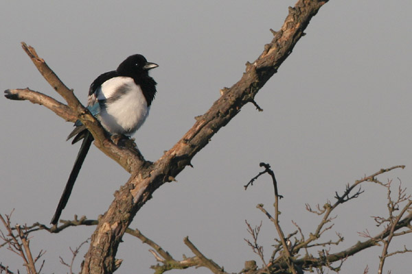 Magpie 2005 Fraser Simpson