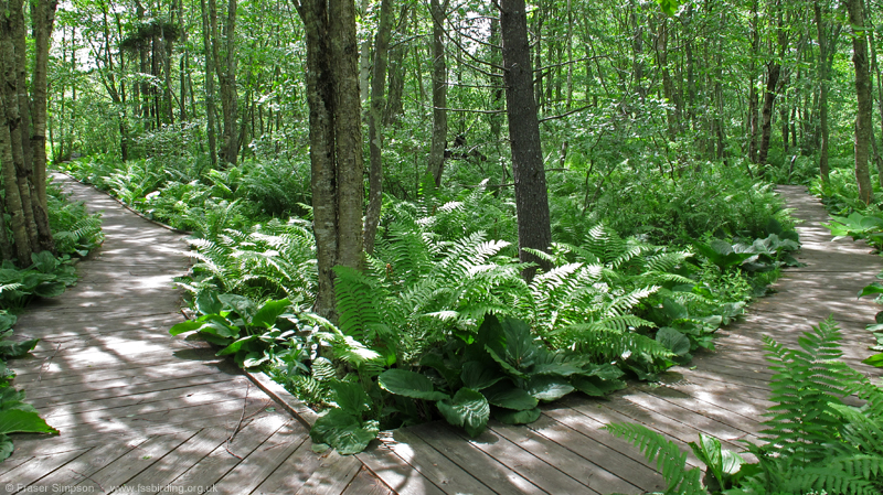 Laudholm Farm � Fraser Simpson  �  www.fssbirding.org.uk