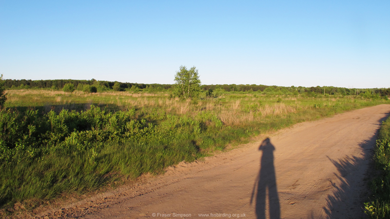 Kennebunk Plains � Fraser Simpson  �  www.fssbirding.org.uk