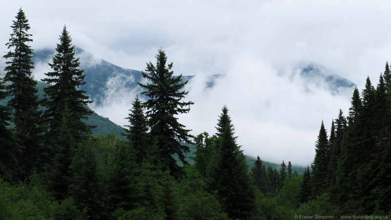 Baxter State Park � Fraser Simpson  �  www.fssbirding.org.uk