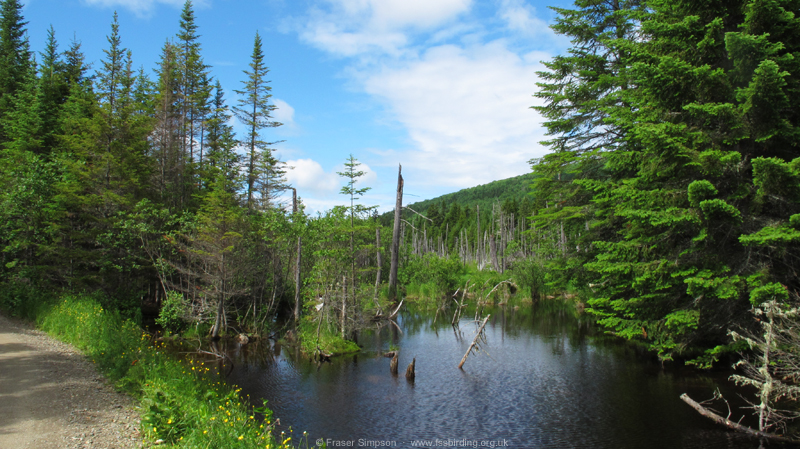 North of Nesowadnehunk, Baxter State Park � Fraser Simpson  �  www.fssbirding.org.uk