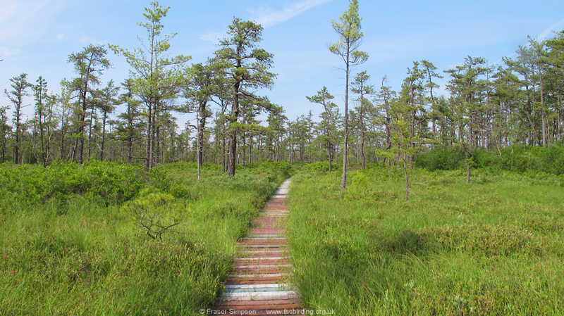 Saco Heath � Fraser Simpson  �  www.fssbirding.org.uk