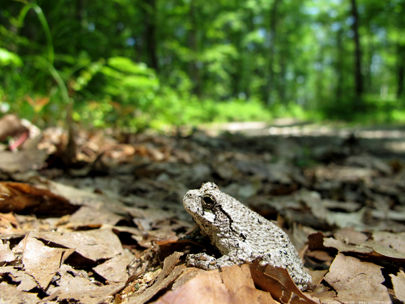 Gray Treefrog (Hyla versicolor) � Fraser Simpson  �  www.fssbirding.org.uk