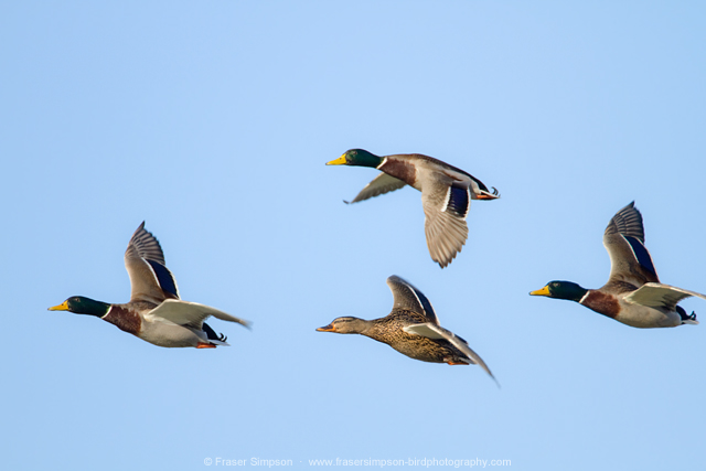 Mallards in the Docklands, London © Fraser Simpson