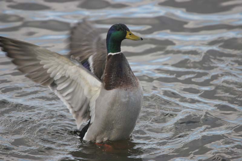 Mallard (m)  2005  F. S. Simpson