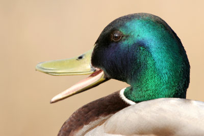Mallard (male)  2005  F. S. Simpson