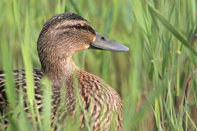 Mallard (female)  2005  F. S. Simpson