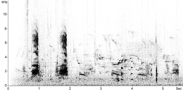 Sonogram of male Mallard calls