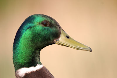 Mallard (male)  2005  F. S. Simpson