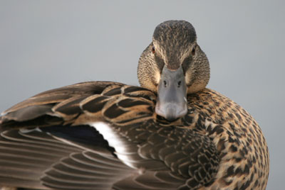 Mallard (female)  2005  F. S. Simpson