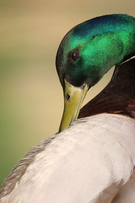 Mallard  2005  F. S. Simpson