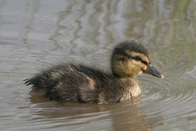 Mallard chick � 2005  F. S. Simpson