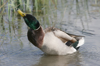 Mallard � 2005  F. S. Simpson