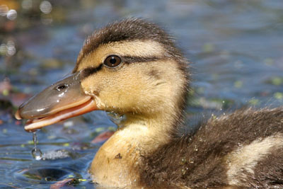 Mallard chick  2005  F. S. Simpson