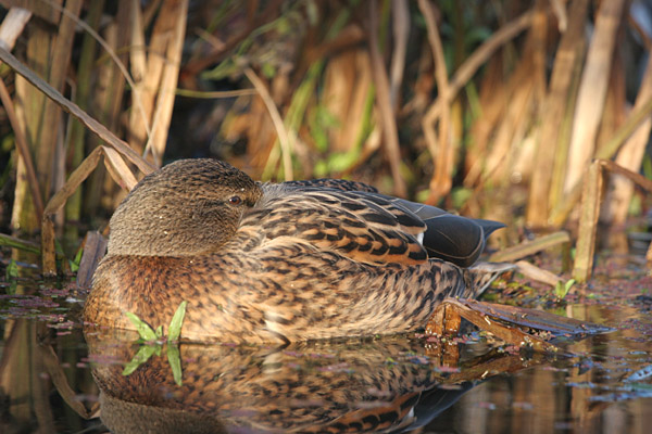 Mallard (female) �2005 Fraser Simpson