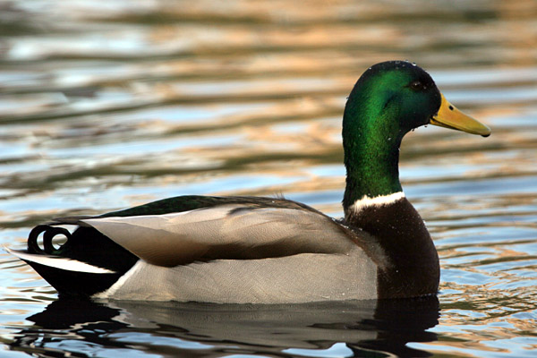 Mallard (male) �2005 Fraser Simpson