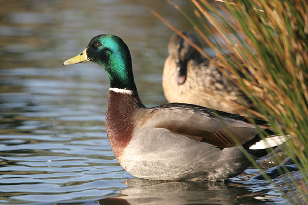 Mallard 2005 Fraser Simpson