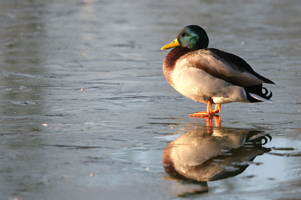 Mallard 2005 Fraser Simpson